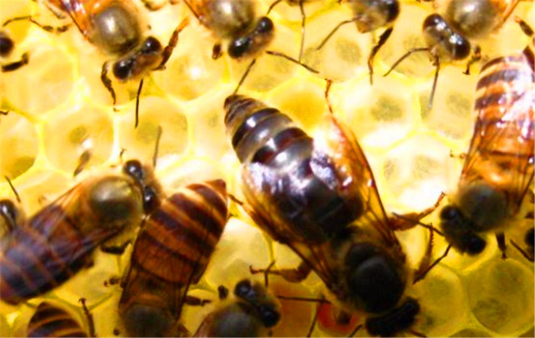 Drone and queen bee will soon die after mating. What's the matter?What