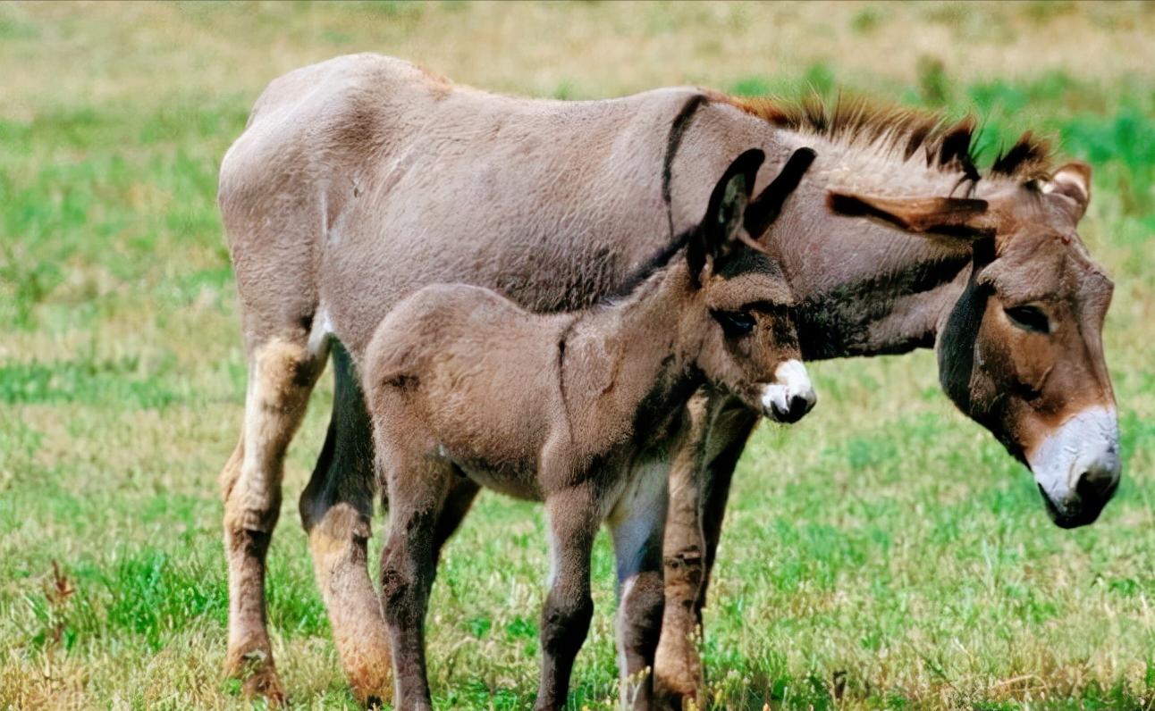 Why is a mule pregnant 