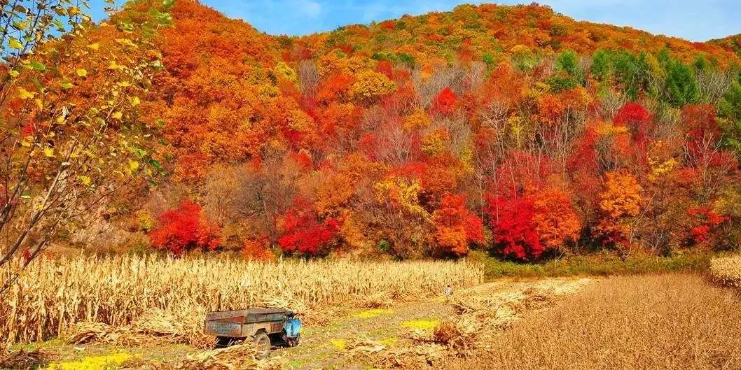 Missing these 14 maple viewing areas in November is equivalent to missing the entire autumn