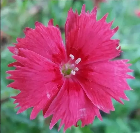 160種· 奇花異草，絕對有你沒見過的！ 「下部分」