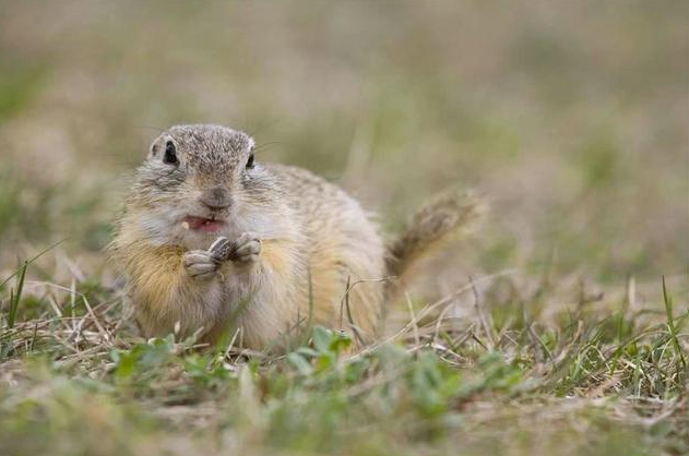 中国新疆30万老鼠集体跳崖自尽，专家给出的推测