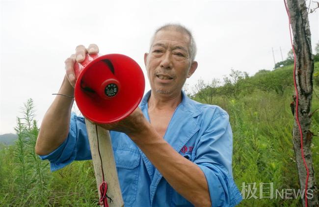 湖北十堰野猪成灾，一年糟蹋粮食数百万斤，村民：“野猪吃玉米就像在自家地里收割一样”-第4张图片-大千世界