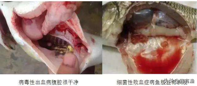 青鱼细菌肠炎夏季易发病 根治肠炎选对方法很重要