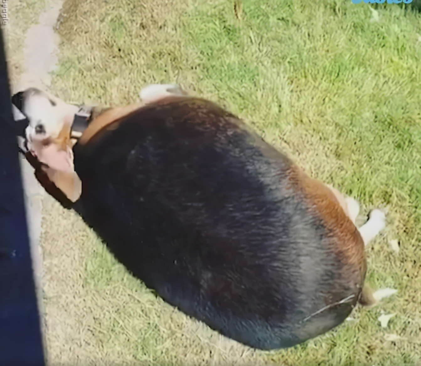 狗狗瘦身记：胖成猪的比格犬被抛弃，却在遇到新主人后减掉49斤