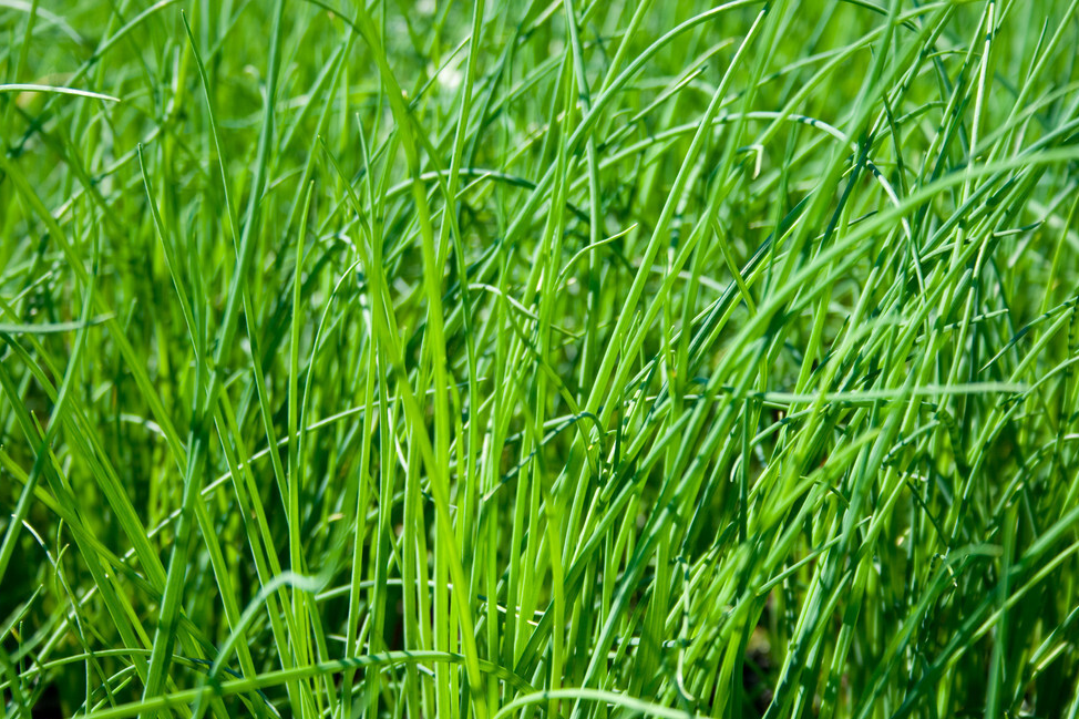 春天，寧可不吃肉也要吃這些菜，順應時節，葉酸豐富，女人要常吃