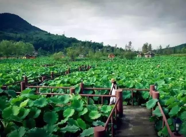双晒|沙坪坝：“双晒”直播正式亮相！晒出城市山水颜值和精神气质