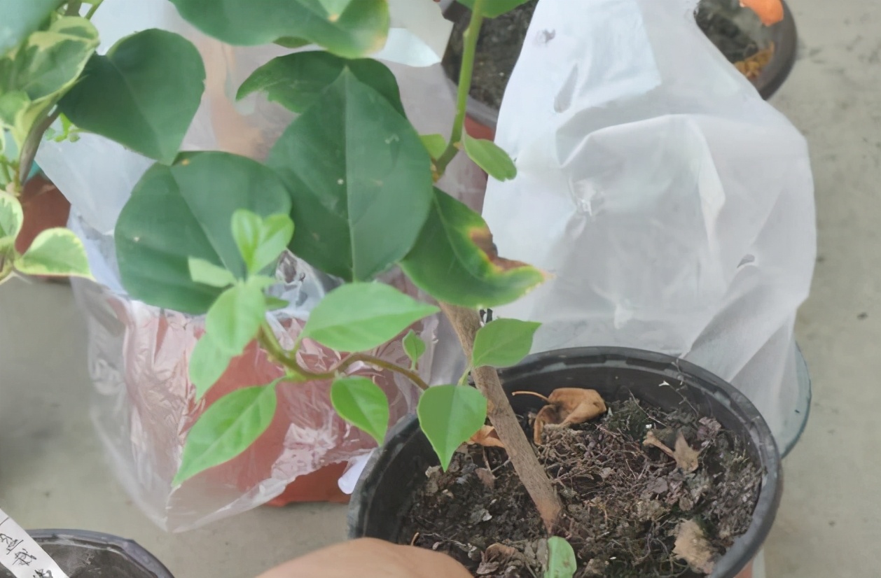 网购花卉易“受骗”，生气又费钱？教你3点别再“看走眼”