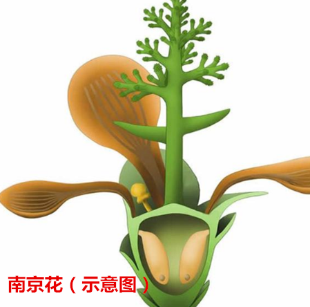 遠古地球有森林卻沒有花開，地球第一朵花開在1.7億年前的中國