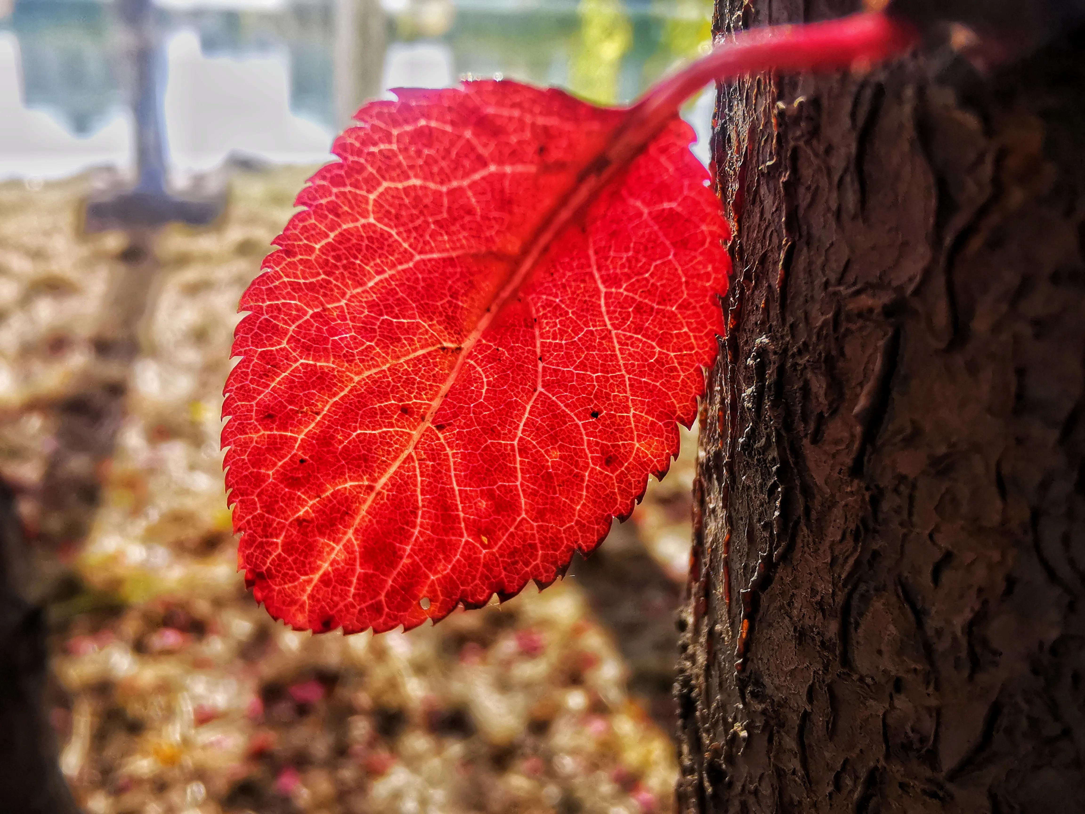 types-of-leaves-symbolism-leaves-meaning-meant-to-be-vine-meaning