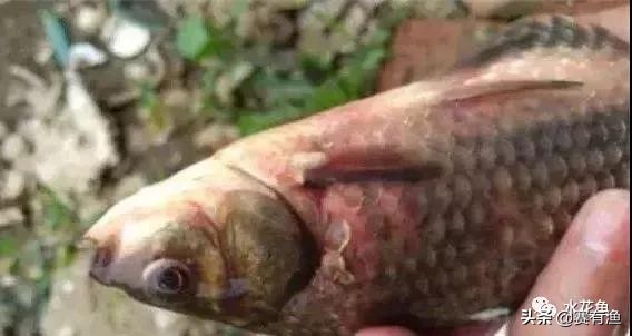 鱼塘鲫鱼暴发性出血病怎么治疗 暴发性出血病鱼用什么药好
