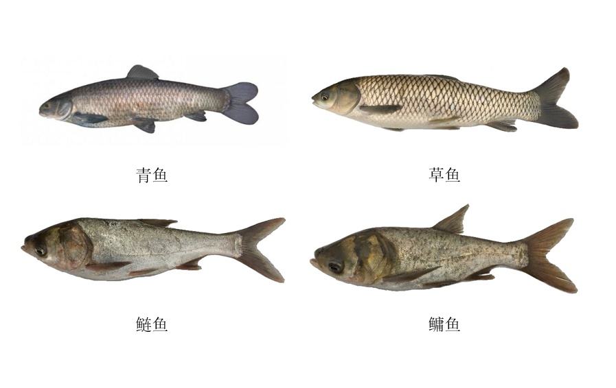 成双配对的四大家鱼：究竟是哪四种鱼？更清晰更简单的辨认方法