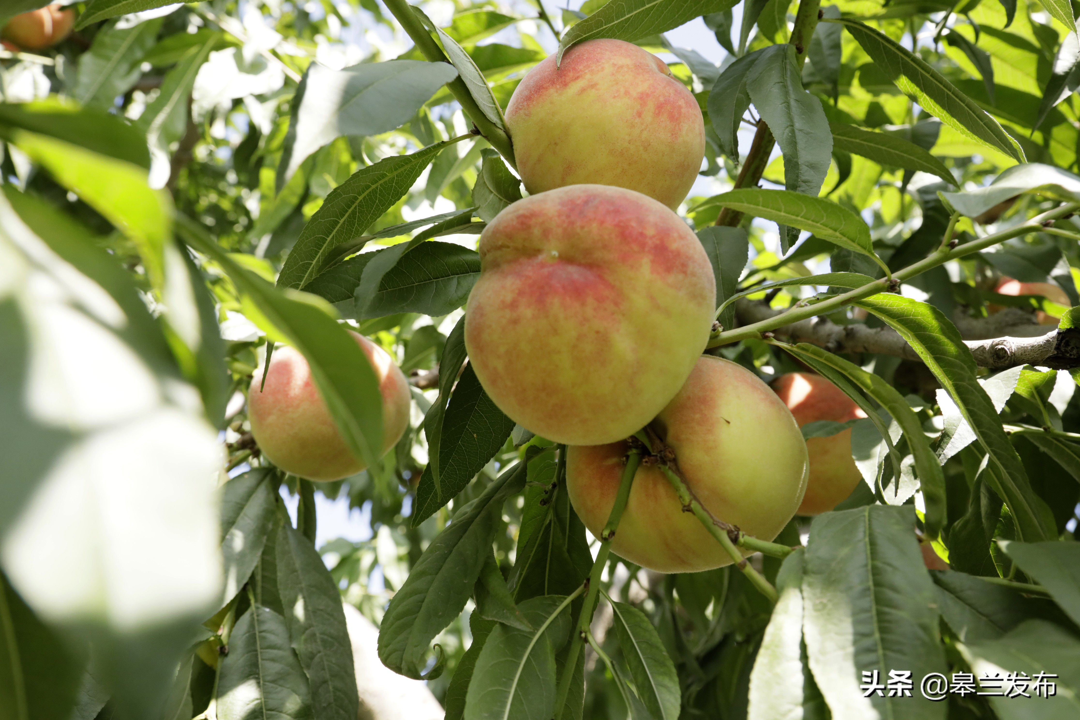 兰州市皋兰县人民政府 图片新闻 皋兰:丰收季 瓜果香