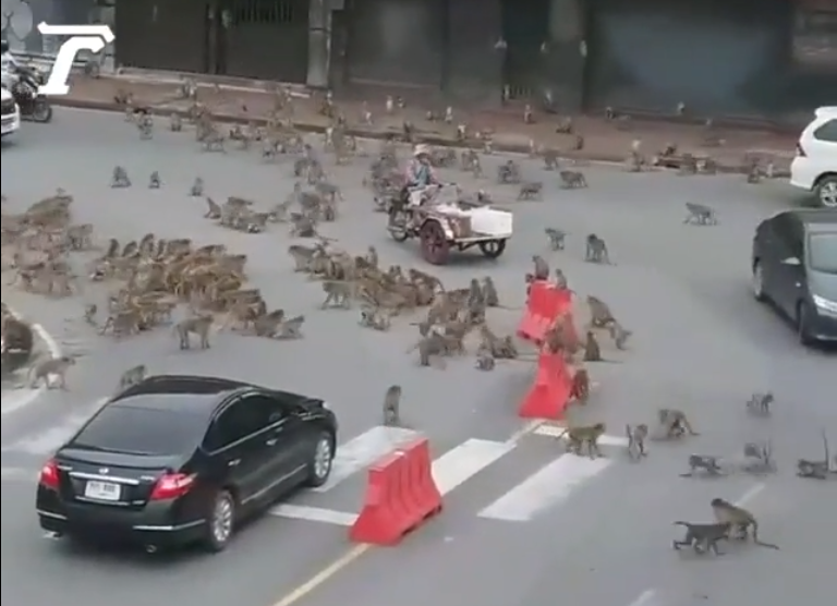 泰國群猴大戰殃及民眾：堵塞道路、物品被搶，原因我們需十分警惕