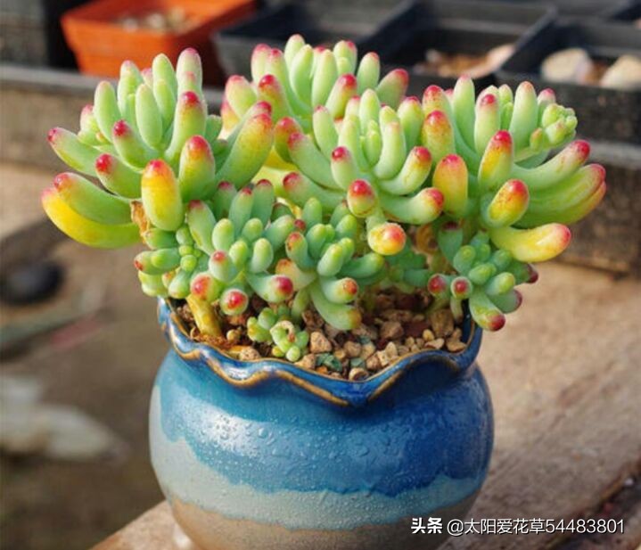 天冷了 多肉乙女心怎么还不上色 掌握4个方法帮你解决 Mp头条