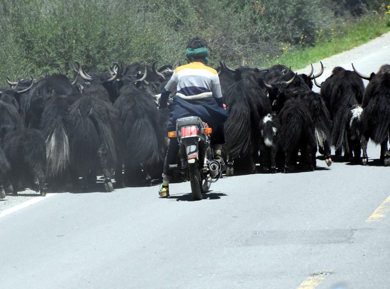 四川旅游：走进阿坝州红原大草原（图）