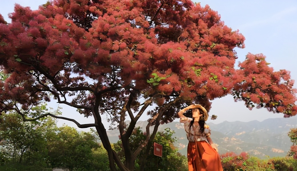In autumn, Hongye is not a maple leaf?  Sumac, a fairy-like autumn leaf tree species