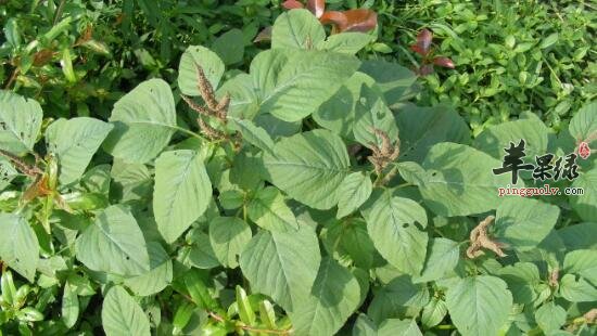 今天是春分，农村老话“春分一事二菜三茶四预