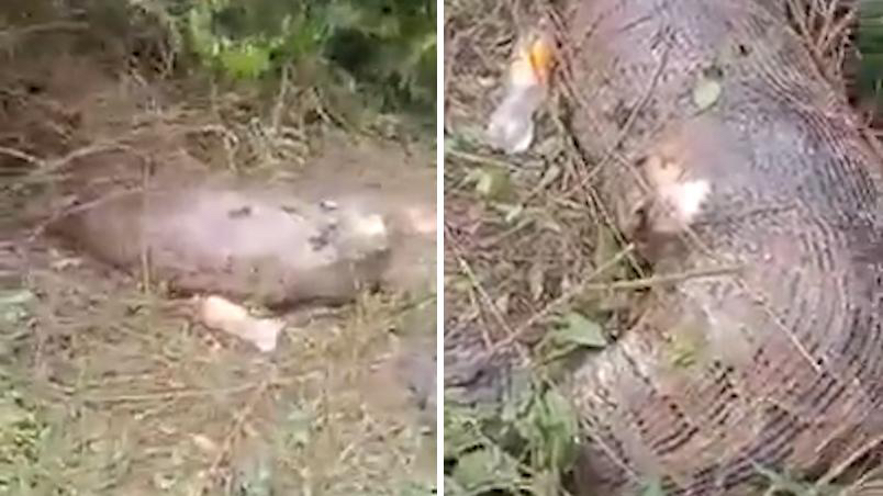 可怕！泰国巨蟒吞下整头牛，被撑爆而死亡，如果是人可以逃生吗？