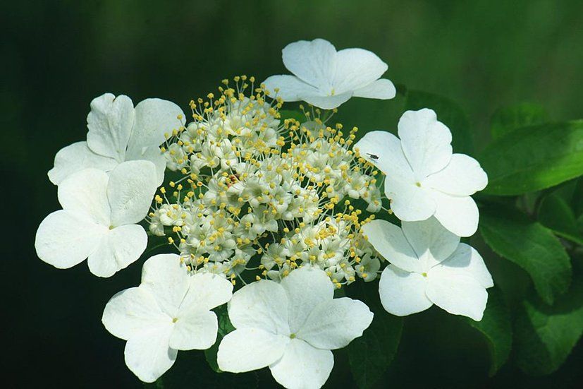 “煙花三月下揚州”中的“煙花”，原來和“玉樹后庭花”是一種花