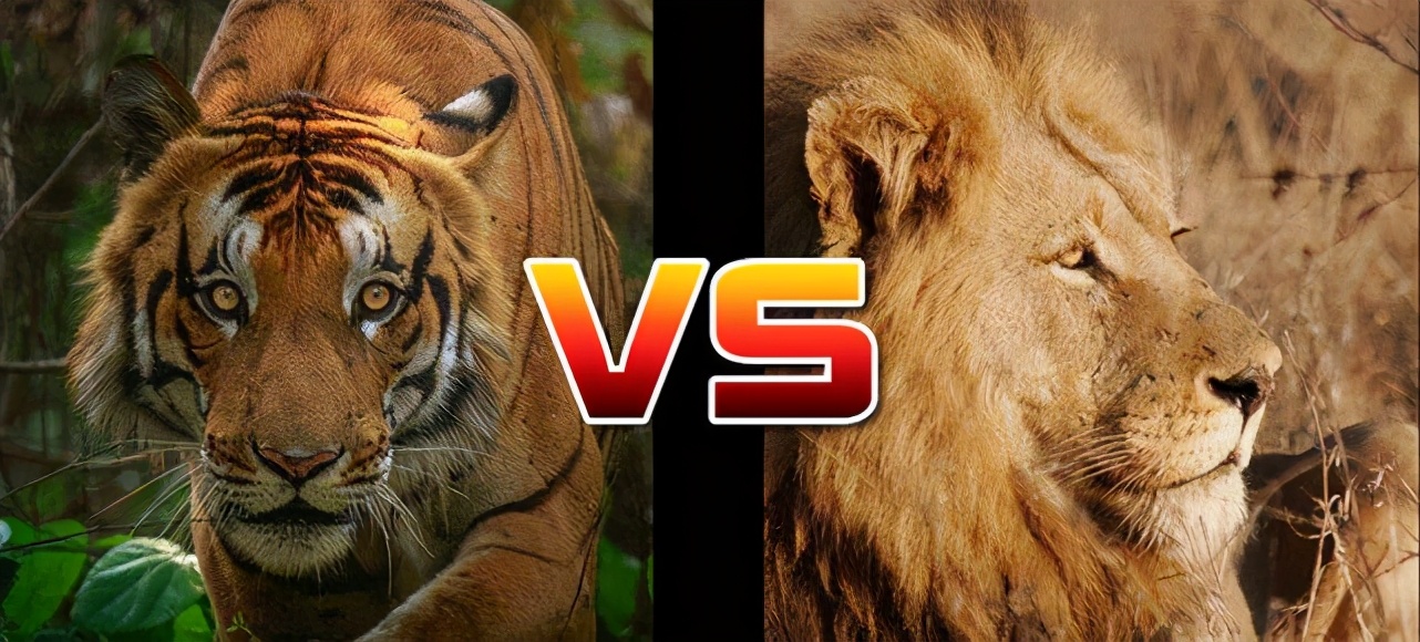 Liger has the blood of lion and tiger and weighs 500 kilograms. Why is ...