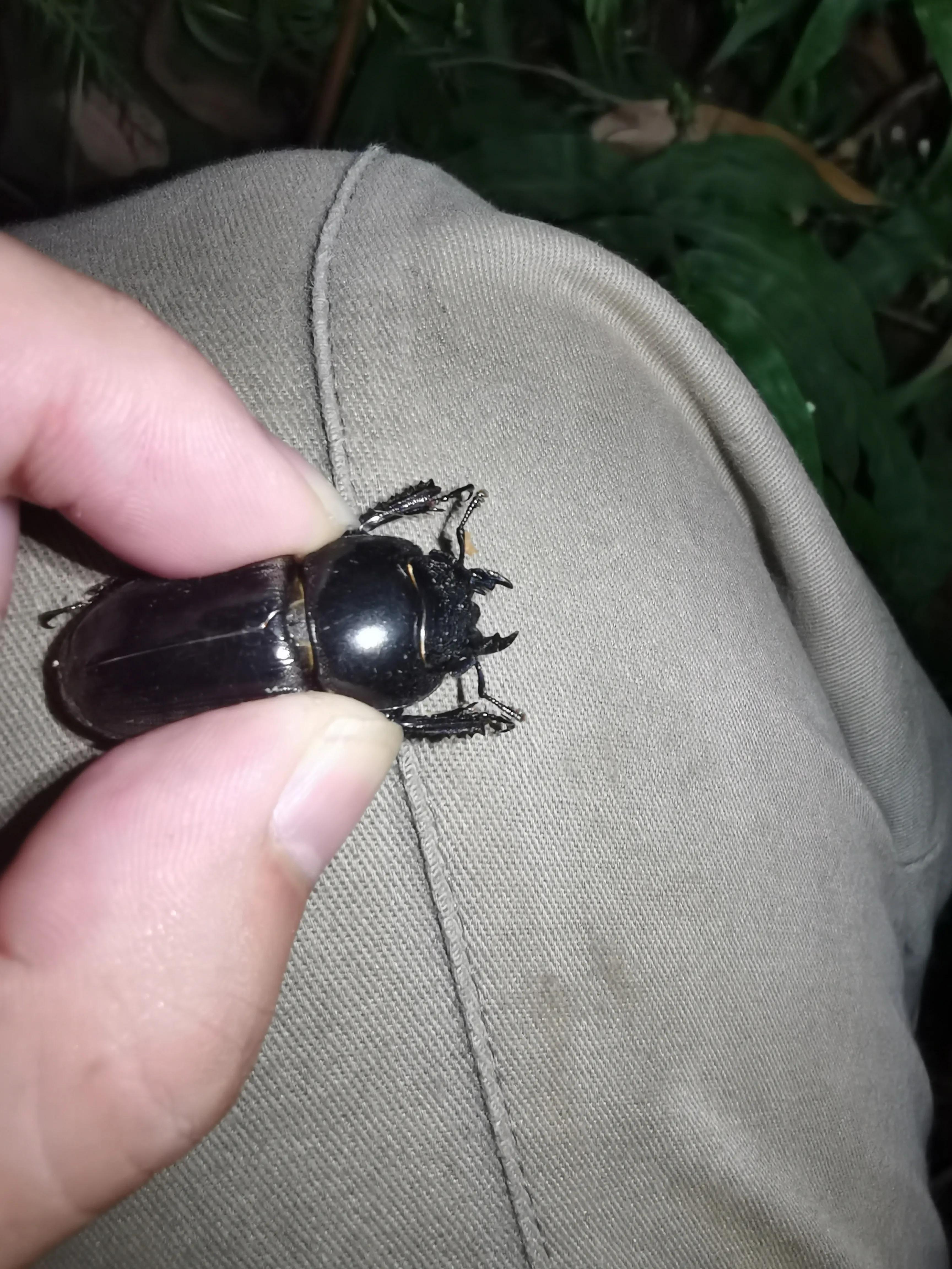 最近家里很多黑色的小硬壳虫，会飞，但不知道是什么是虫。会咬人吗？怎样才可以消灭？急！_百度知道