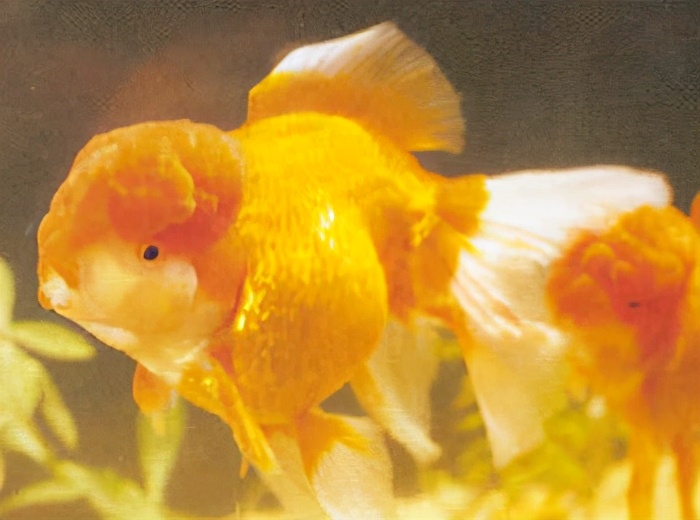 朱顶紫罗袍:扯旗黑水泡:玉 印 头:鹤 顶 红:珍珠鱼:银色红头珍珠:蓝