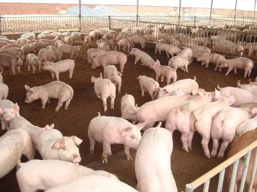 冬季养猪场高效管理要点，保暖，消毒，通风