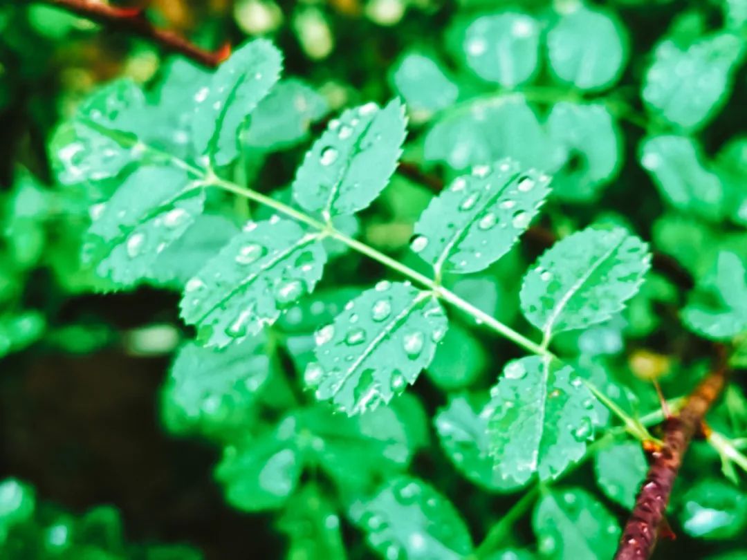 最美的春雨诗词，春雨润万物，人间朝气生-第2张图片-非凡网