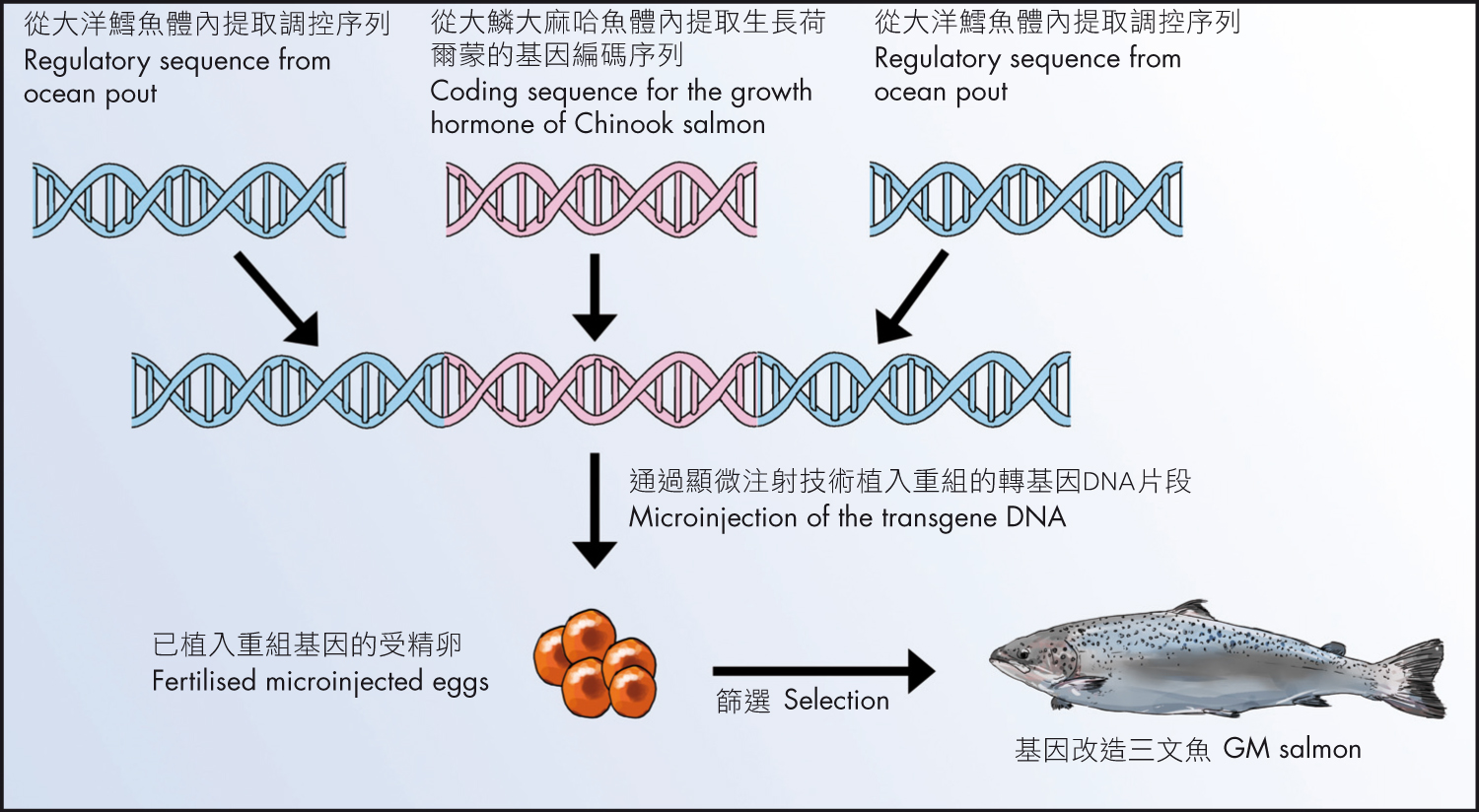 美国转基因三文鱼为“生长激素鱼”？民众拒购，450吨鱼卵或滞销