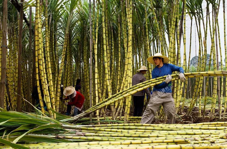Do you know how to choose sugar cane?Just learn these tips to ensure
