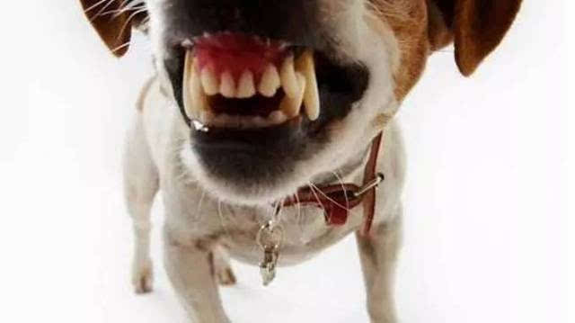 狗狗咬我！如何预防狗狗产生攻击行为？
