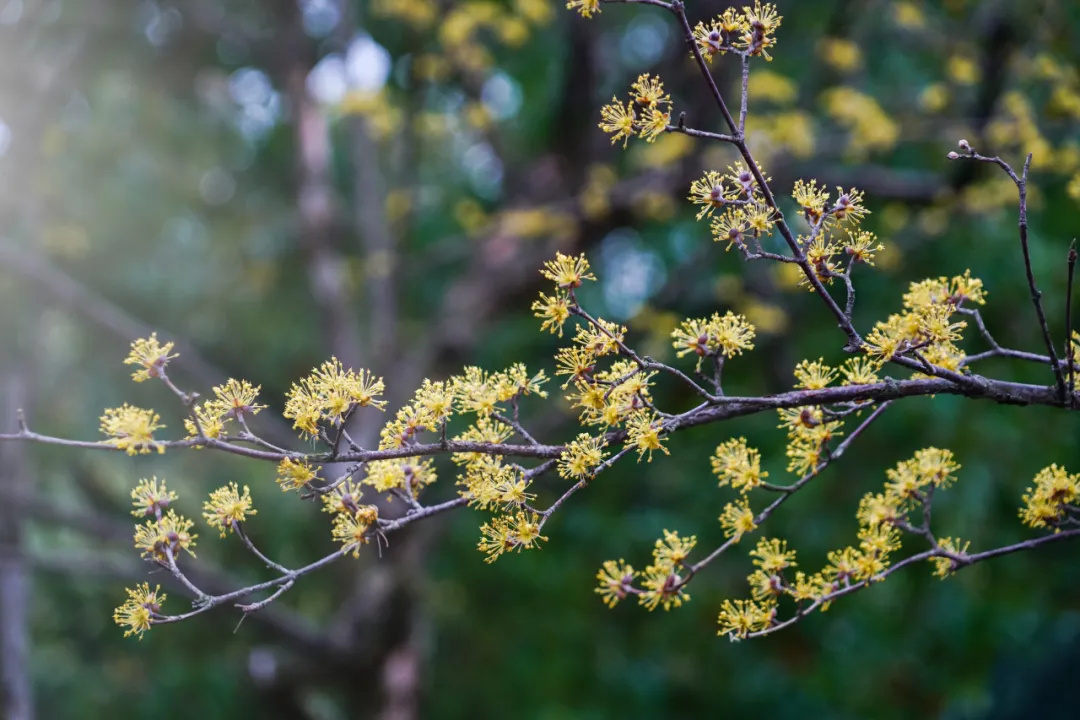 “红衣仙子”落凡尘,平补抗衰就属它——山茱萸