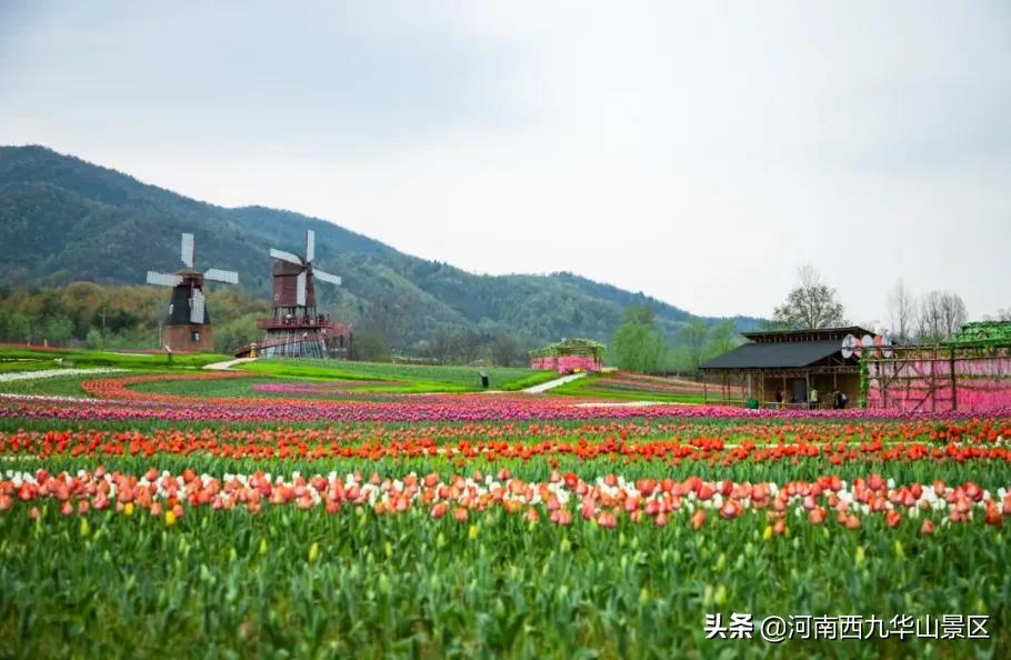 三月相約西九華山，共賞百萬郁金香，嗨玩草原親子樂園！