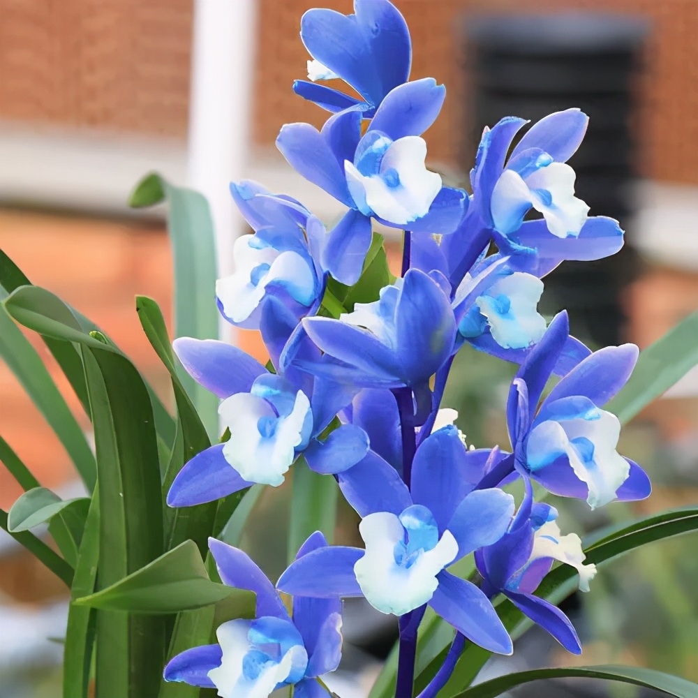 This rare orchid suddenly became popular, and it is known as the "most