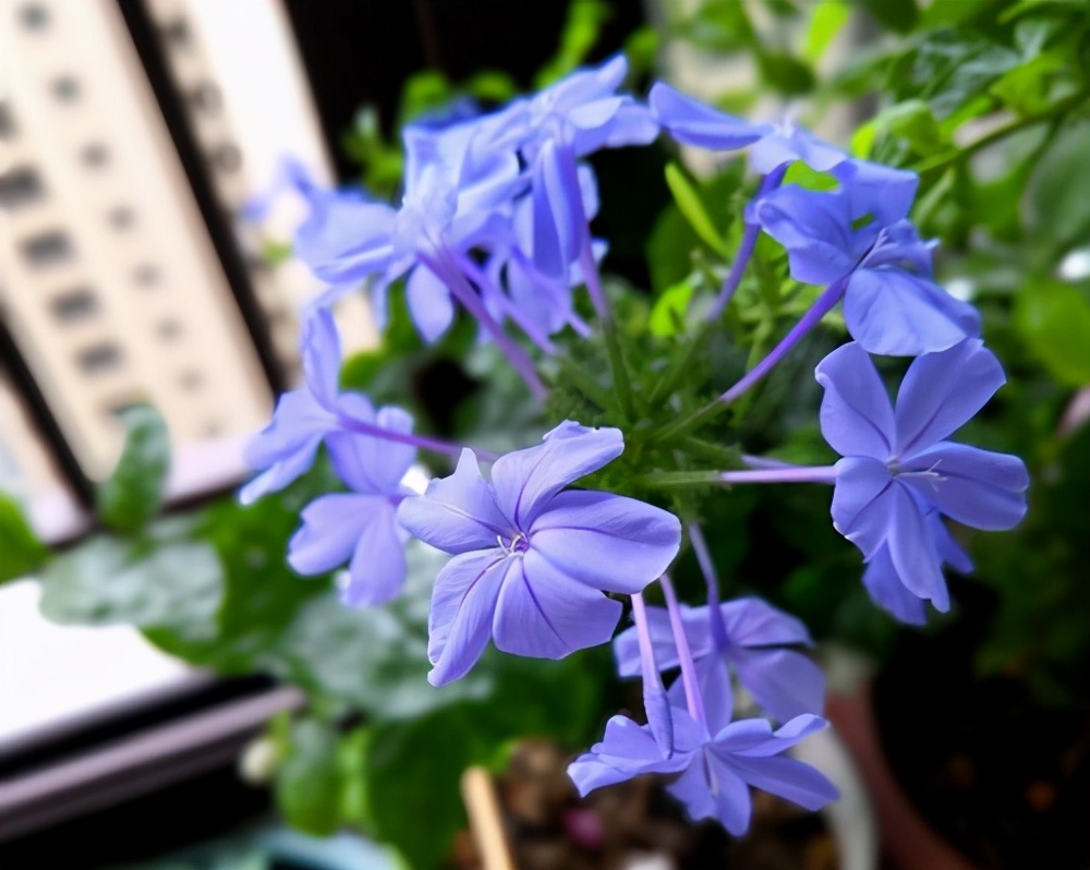 Three kinds of flowers suitable for growing in July, sunfast and love