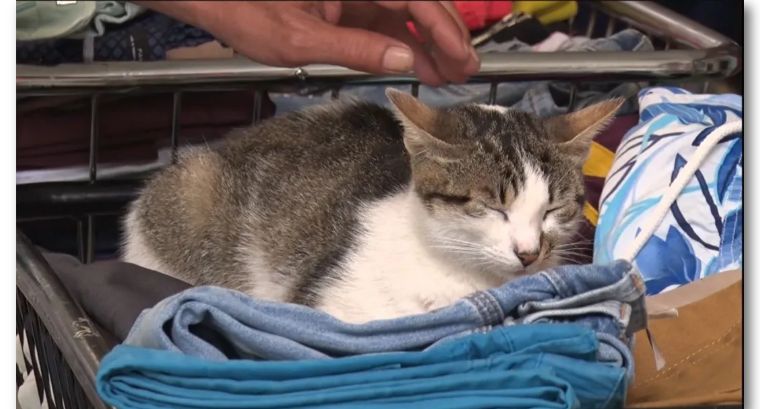 日本男子在土耳其杀猫吃被逮捕，辩称是日本习俗，结果日网民炸了