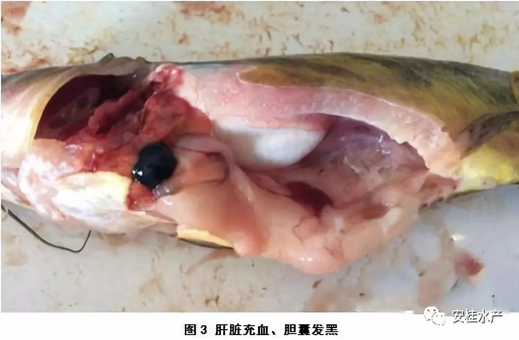 黄颡鱼与链球菌:浮头、趴边、打转、追尾、抽筋、游动不规则