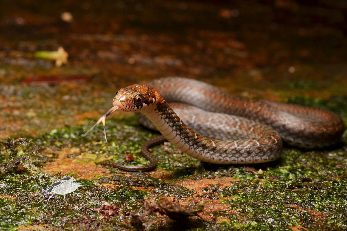 Hunan's brown bellycene snake, tempered, pet breeding - iNEWS