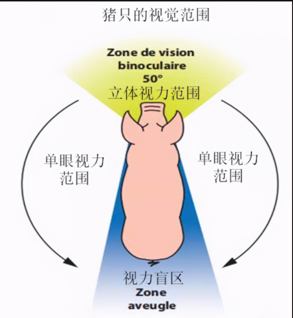 為什么食肉動(dòng)物的眼睛在前面，而食草動(dòng)物眼睛卻在兩邊？