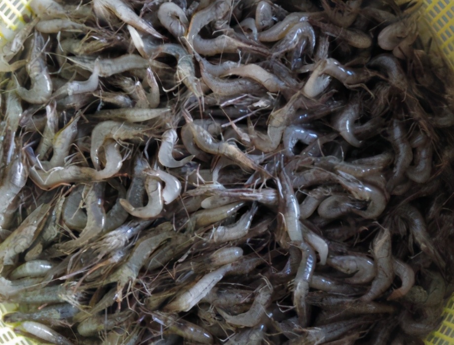 图片[2]-韭菜炒河虾的做法步骤图 吃出春天味道-起舞食谱网