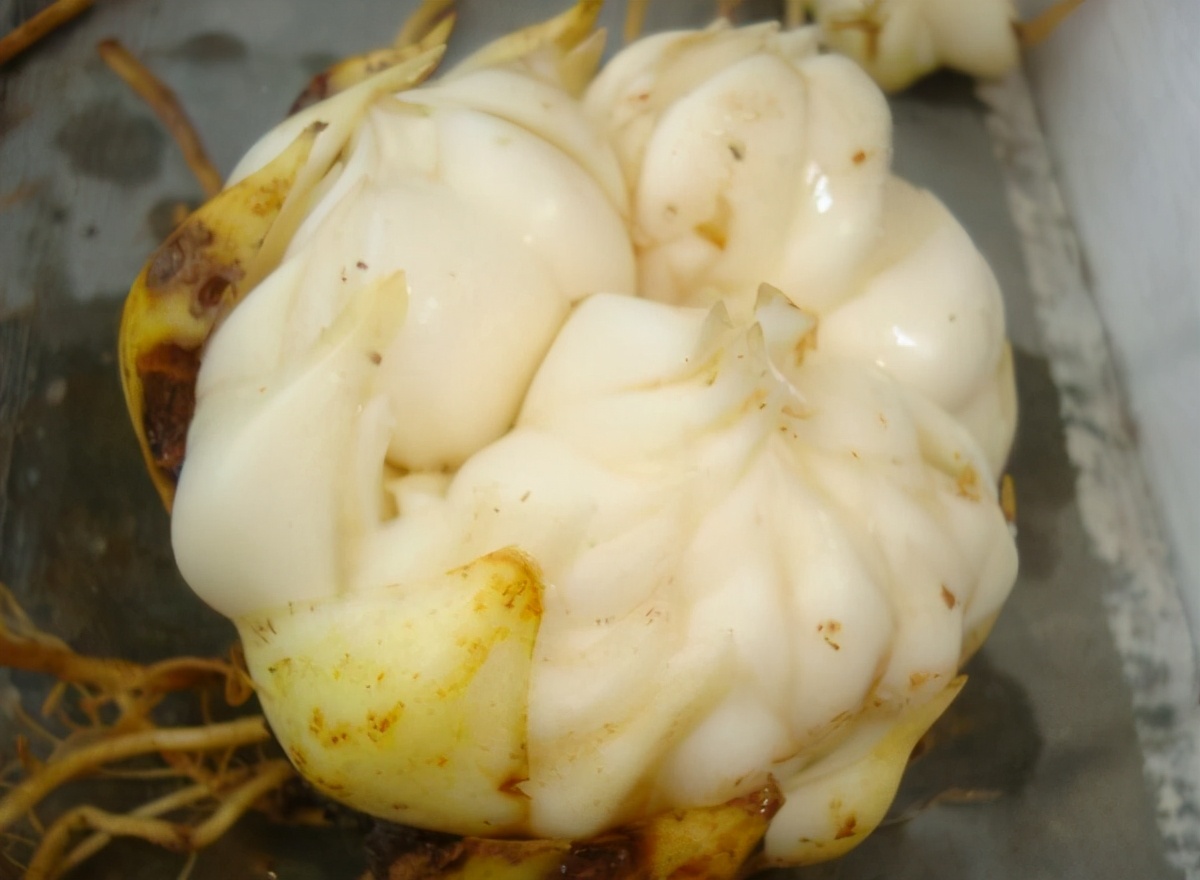 可食用的百合品種，既能煲湯做菜，還能開出美艷花朵