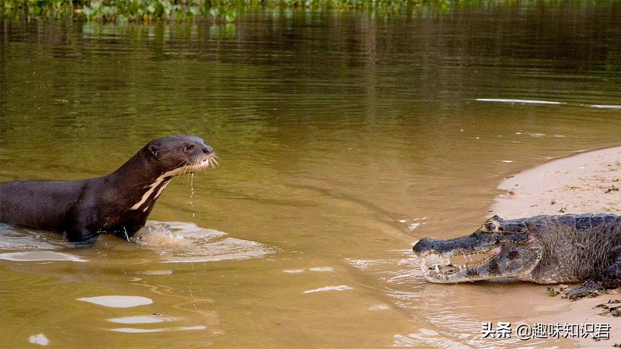 盤點那些有趣的自然小百科，你都知道多少呢？
