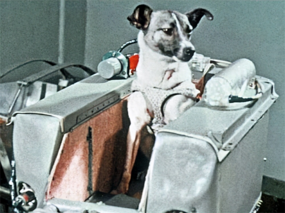 苏联曾将一只小狗送进太空，63年过去了，现在仍在地球轨道流浪-第2张图片-大千世界