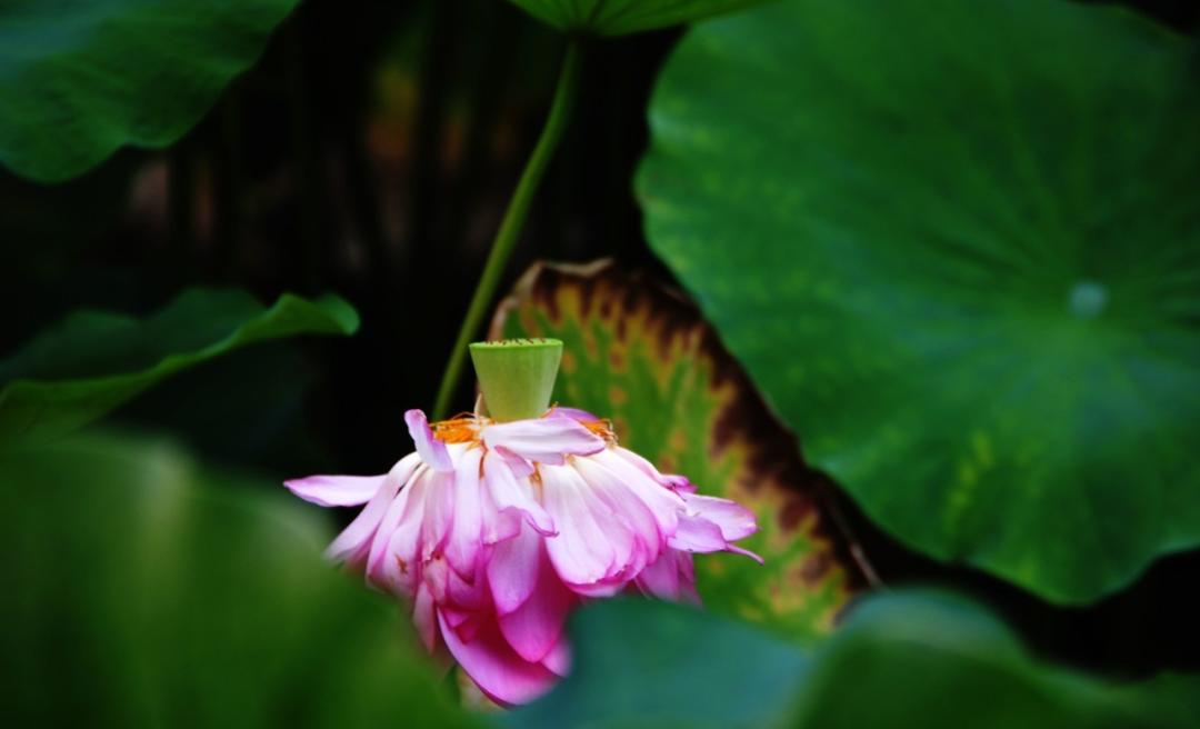 父亲节 | 盘点历史上著名的诗人父子-第32张图片-非凡网