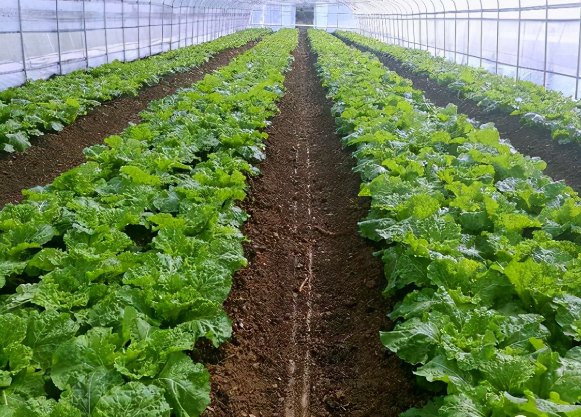科普时间 | 买100块钱的肥料，为何只有20块钱的肥效