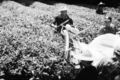200万吨库存茶根本喝不完！谁能引领中国茶叶第三次产业革命？