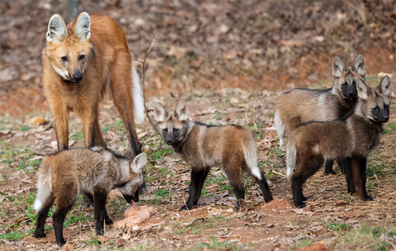 狼天生吃肉，但有種狼卻愛吃香蕉，還會自己剝皮，不是蕉太郎哦