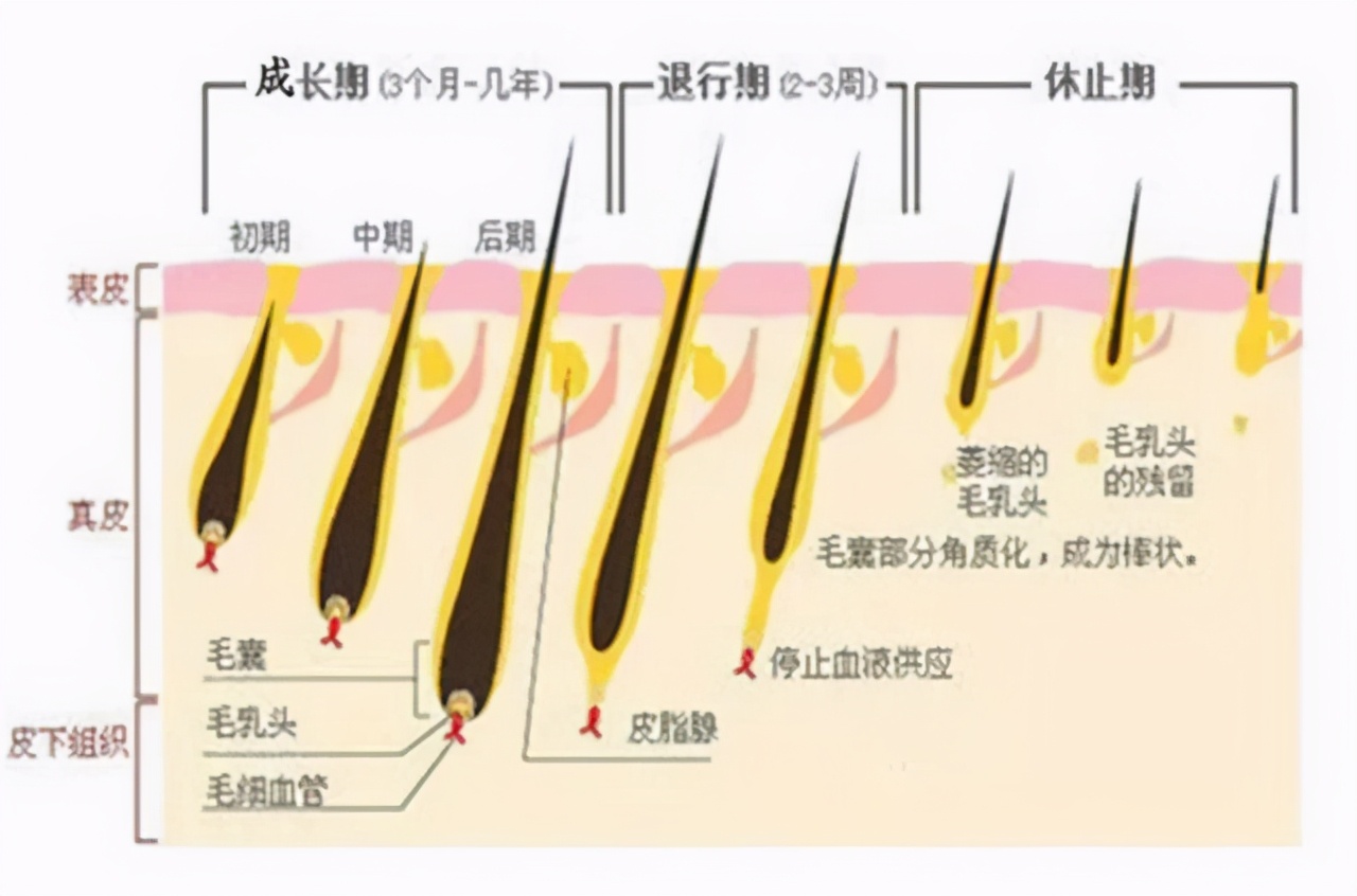 为什么白头发越长越多？不要以为自己老了，或是缺了这两种营养