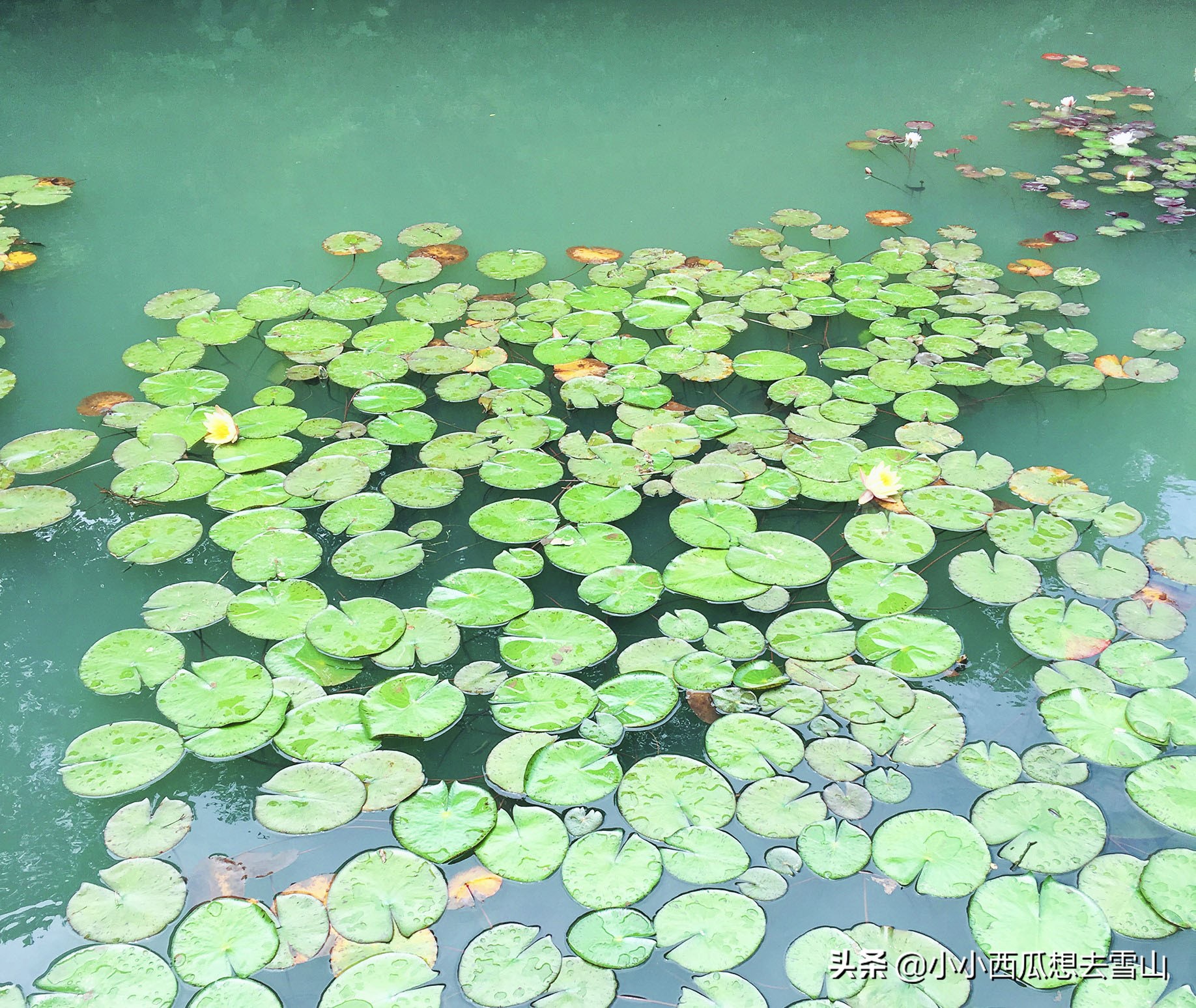 金庸笔下的世外桃源之地，拍摄过多部影视剧，