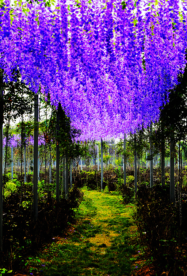 走进洛阳天囿牡丹园网红花海欢乐节